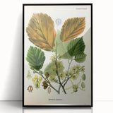 Vintage Botanical Art Print – Hamamelis Virginiana with Yellow Flowers