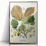 Vintage Botanical Art Print – Hamamelis Virginiana with Yellow Flowers