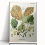 Vintage Botanical Art Print – Hamamelis Virginiana with Yellow Flowers