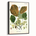 Vintage Botanical Art Print – Hamamelis Virginiana with Yellow Flowers