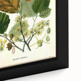 Vintage Botanical Art Print – Hamamelis Virginiana with Yellow Flowers