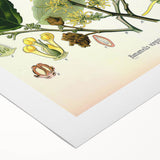 Vintage Botanical Art Print – Hamamelis Virginiana with Yellow Flowers