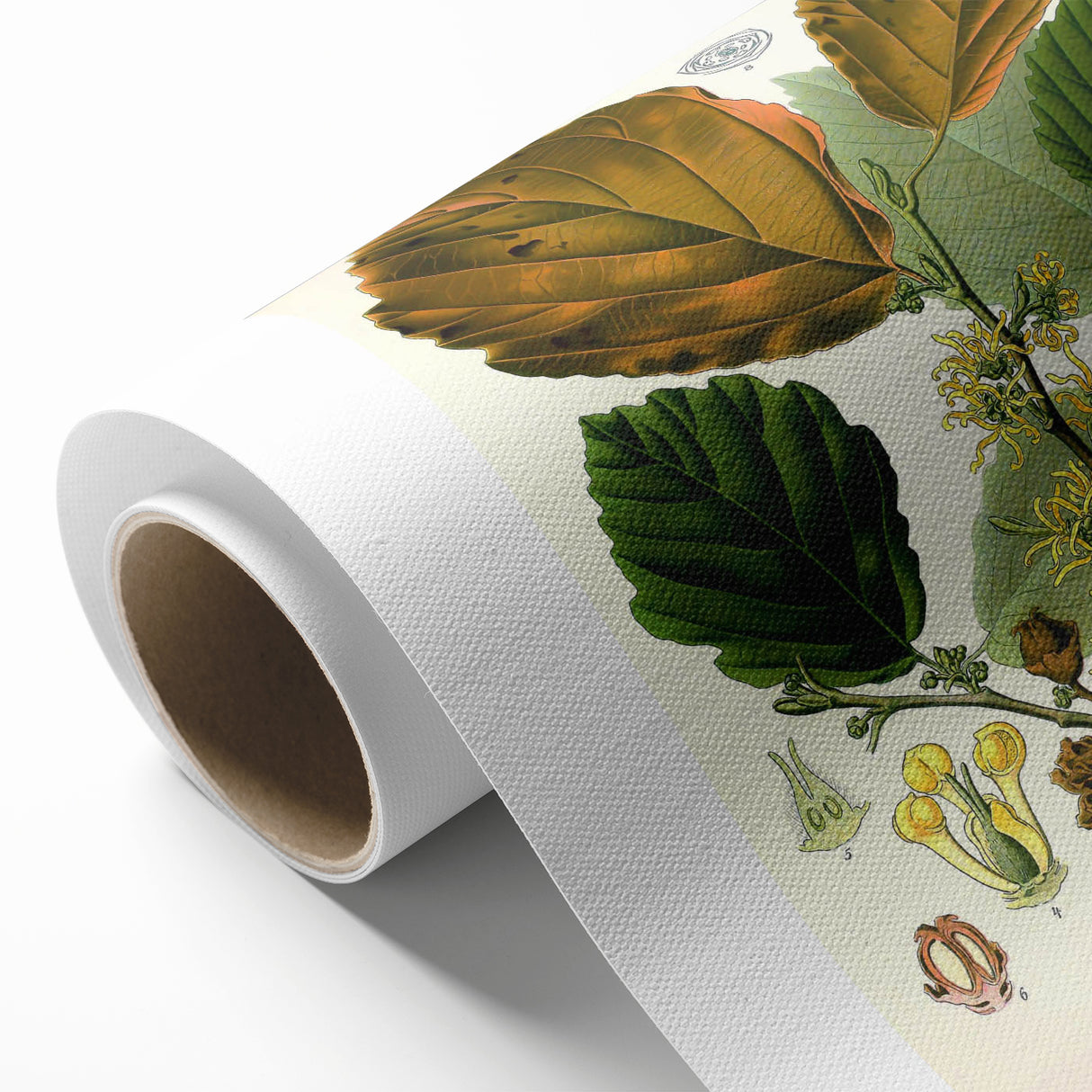 Vintage Botanical Art Print – Hamamelis Virginiana with Yellow Flowers