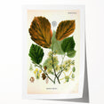 Vintage Botanical Art Print – Hamamelis Virginiana with Yellow Flowers