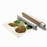 Vintage Botanical Art Print – Hamamelis Virginiana with Yellow Flowers