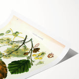 Vintage Botanical Art Print – Hamamelis Virginiana with Yellow Flowers