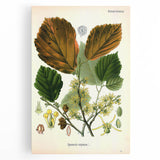 Vintage Botanical Art Print – Hamamelis Virginiana with Yellow Flowers