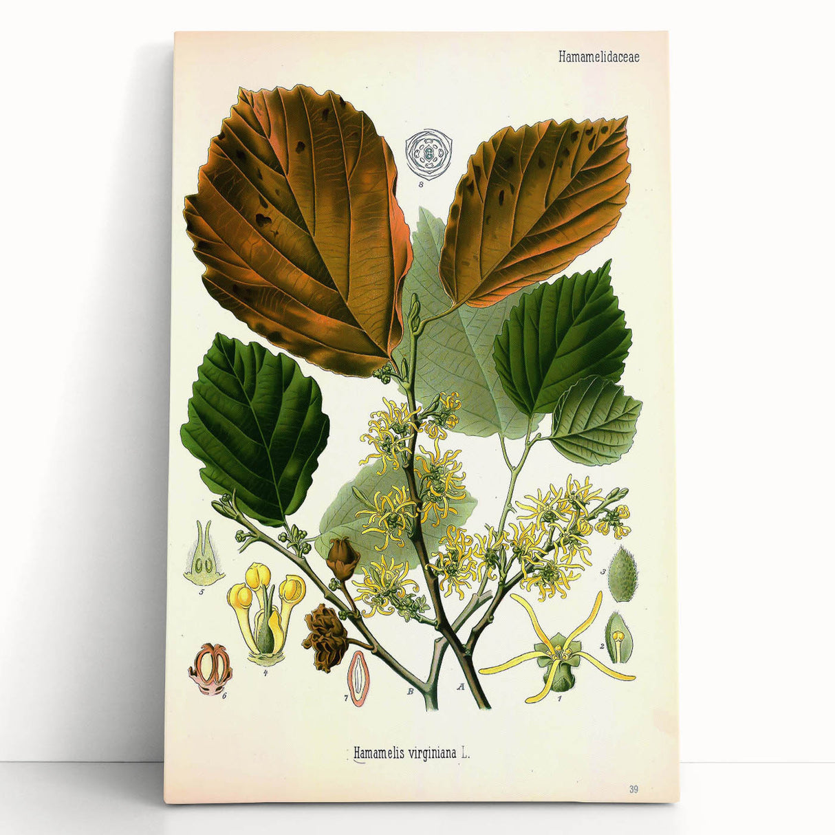 Vintage Botanical Art Print – Hamamelis Virginiana with Yellow Flowers