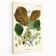 Vintage Botanical Art Print – Hamamelis Virginiana with Yellow Flowers