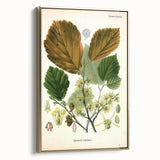 Vintage Botanical Art Print – Hamamelis Virginiana with Yellow Flowers