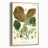 Vintage Botanical Art Print – Hamamelis Virginiana with Yellow Flowers