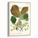 Vintage Botanical Art Print – Hamamelis Virginiana with Yellow Flowers
