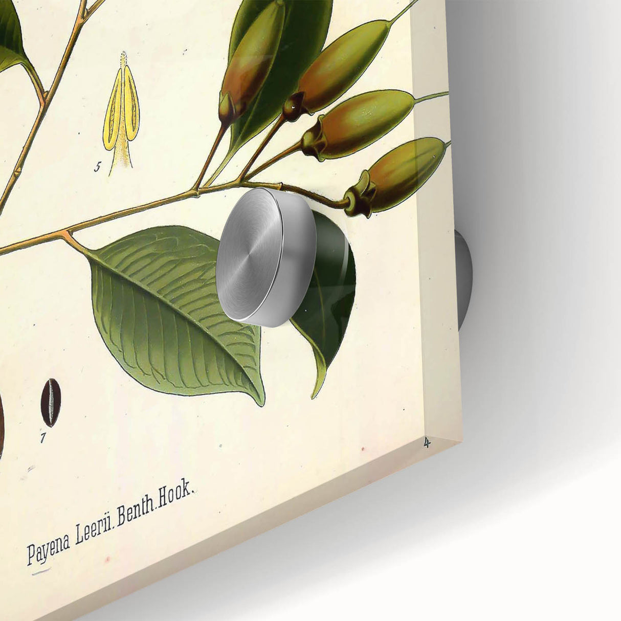 Vintage Botanical Art Print – Payena Leeri with Green Leaves