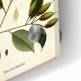 Vintage Botanical Art Print – Payena Leeri with Green Leaves