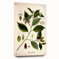 Vintage Botanical Art Print – Payena Leeri with Green Leaves