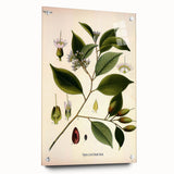 Vintage Botanical Art Print – Payena Leeri with Green Leaves