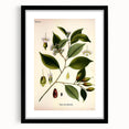 Vintage Botanical Art Print – Payena Leeri with Green Leaves