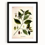 Vintage Botanical Art Print – Payena Leeri with Green Leaves