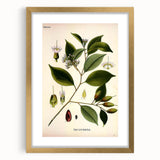 Vintage Botanical Art Print – Payena Leeri with Green Leaves