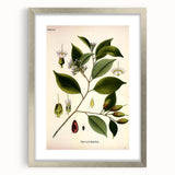 Vintage Botanical Art Print – Payena Leeri with Green Leaves