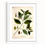 Vintage Botanical Art Print – Payena Leeri with Green Leaves
