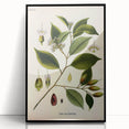 Vintage Botanical Art Print – Payena Leeri with Green Leaves