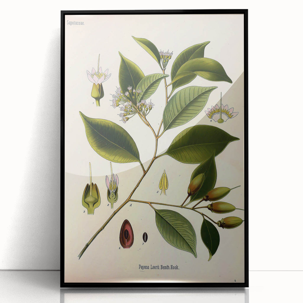 Vintage Botanical Art Print – Payena Leeri with Green Leaves