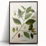 Vintage Botanical Art Print – Payena Leeri with Green Leaves