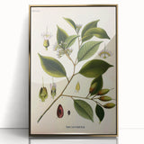 Vintage Botanical Art Print – Payena Leeri with Green Leaves