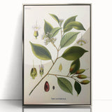 Vintage Botanical Art Print – Payena Leeri with Green Leaves