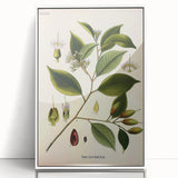 Vintage Botanical Art Print – Payena Leeri with Green Leaves