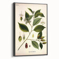 Vintage Botanical Art Print – Payena Leeri with Green Leaves