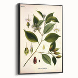 Vintage Botanical Art Print – Payena Leeri with Green Leaves