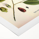 Vintage Botanical Art Print – Payena Leeri with Green Leaves