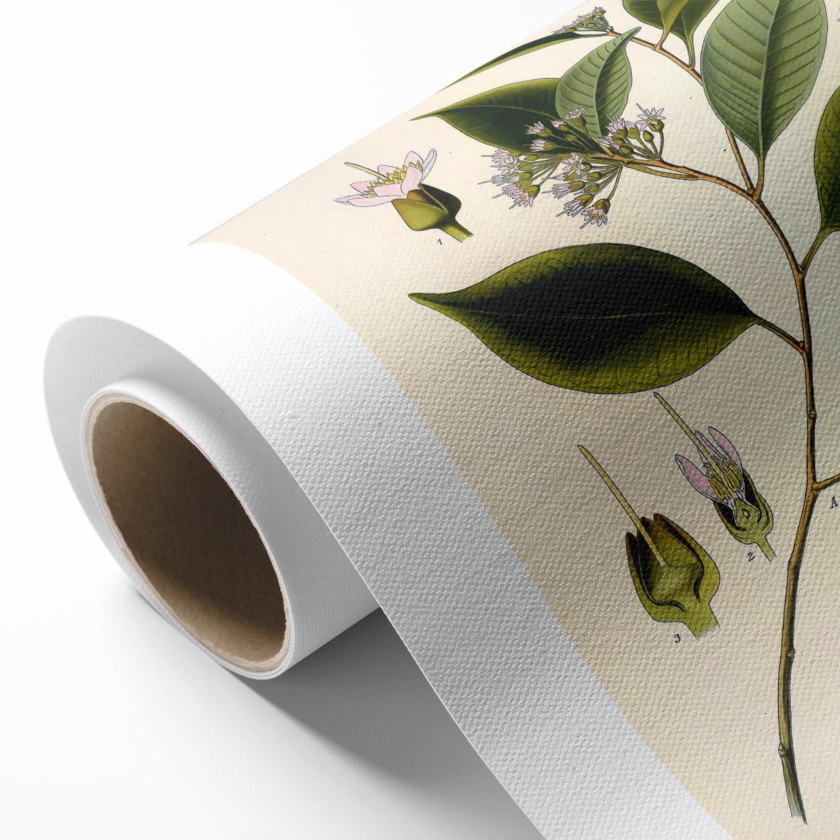 Vintage Botanical Art Print – Payena Leeri with Green Leaves
