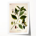 Vintage Botanical Art Print – Payena Leeri with Green Leaves