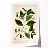 Vintage Botanical Art Print – Payena Leeri with Green Leaves
