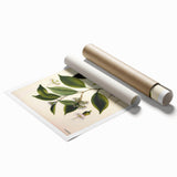Vintage Botanical Art Print – Payena Leeri with Green Leaves