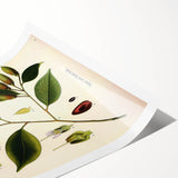 Vintage Botanical Art Print – Payena Leeri with Green Leaves