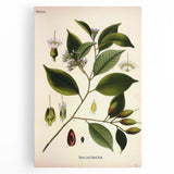 Vintage Botanical Art Print – Payena Leeri with Green Leaves