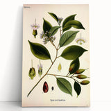 Vintage Botanical Art Print – Payena Leeri with Green Leaves