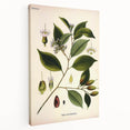 Vintage Botanical Art Print – Payena Leeri with Green Leaves