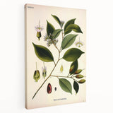 Vintage Botanical Art Print – Payena Leeri with Green Leaves