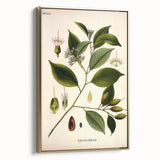 Vintage Botanical Art Print – Payena Leeri with Green Leaves