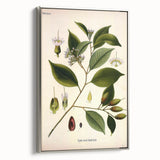 Vintage Botanical Art Print – Payena Leeri with Green Leaves