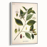 Vintage Botanical Art Print – Payena Leeri with Green Leaves