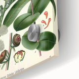 Vintage Botanical Art Print – Eucalyptus Globulus with Unique Flowers