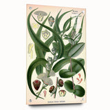 Vintage Botanical Art Print – Eucalyptus Globulus with Unique Flowers