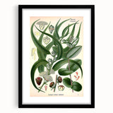 Vintage Botanical Art Print – Eucalyptus Globulus with Unique Flowers