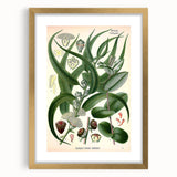 Vintage Botanical Art Print – Eucalyptus Globulus with Unique Flowers